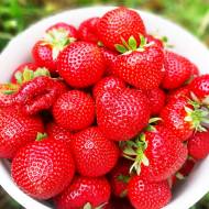 Саджанець Суниця садова (полуниця) Аромас в контейнері